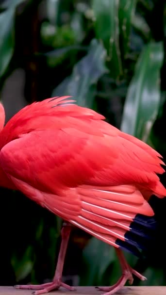 Krásná Jasně Červená Scarlet Ibis Stojící Čistého Bazénu Vancouver Aquarium — Stock video