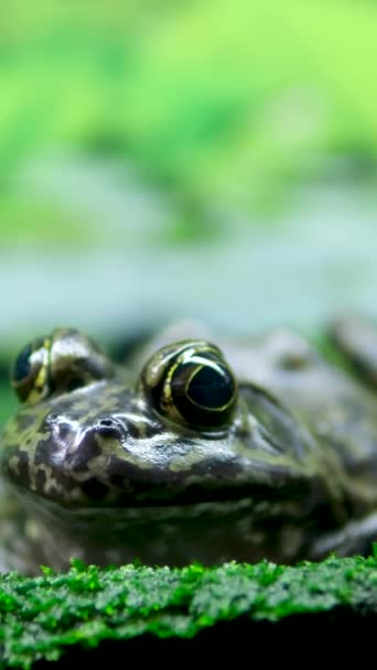 Akvaryumda Kurbağası Çiftleşmesi Şeffaf Yosunu Taşları Donmuş Şişkin Gözler — Stok video