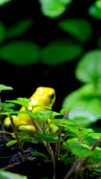 Golden Poison Frog Phyllobates Terribills Golden Poison Frog Natural Habitat — Stock Video