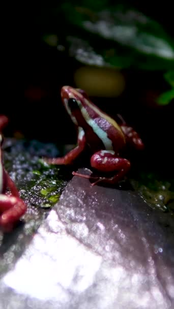 Phantasmal Giftfrosch Oder Phantasmal Pfeilgiftfrosch Epipedobates Tricolor Endemisch Ecuador Und — Stockvideo