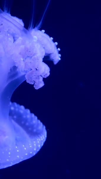 Cyanea Capillata Lions Mane Jellyfish Limited Cold Boreal Water Lion — Wideo stockowe