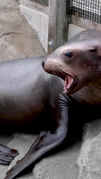 Deniz Aslanı Güçlü Bir Şekilde Homurdanıyor Kafasını Kaldırıyor Geniş Ağızlı — Stok video