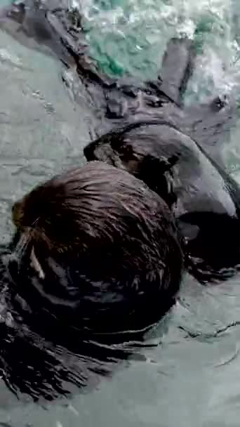 Sea Otter Animal Cogido Comida Nadando Más Cerca Abrazando Mirar — Vídeos de Stock