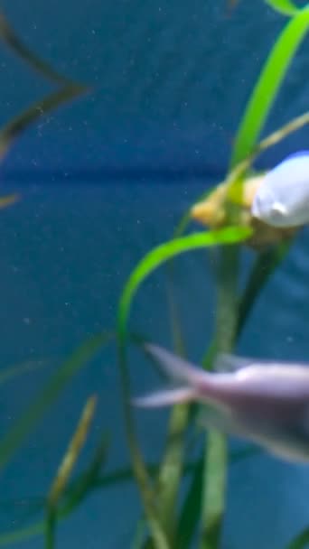 Vancouver Aquarium Kanada Tropické Ryby Poblíž Korálového Útesu Modrou Mořskou — Stock video