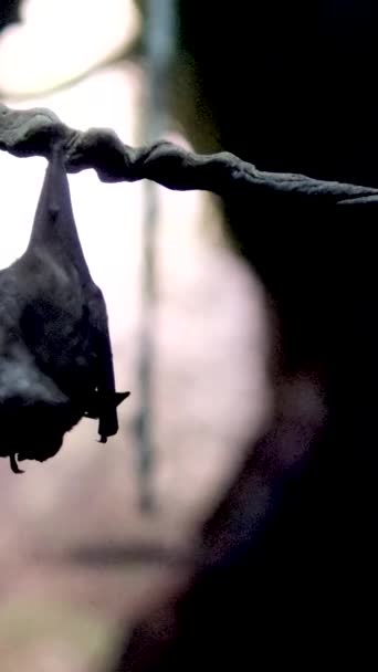 Morcego Pendura Cabeça Para Baixo Coça Costas Com Pata Segundo — Vídeo de Stock
