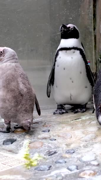 Familj Fyra Pingviner Står Nästan Orörliga Sten Vancouver Aquarium Kanada — Stockvideo
