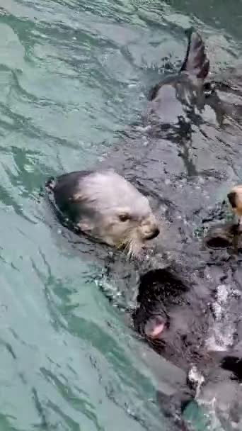 Sea Otter Tres Animales Juegan Juntos Acuario Limpio Saltando Mordiendo — Vídeo de stock