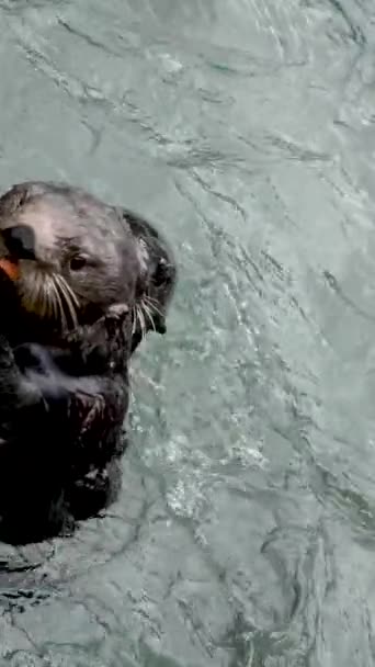 Sea Otter Enhydra Lutris Vancouver Aquarium Canada Una Lontra Mangia — Video Stock