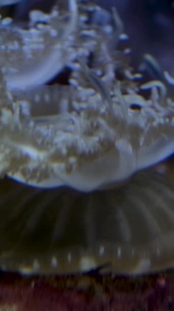 上面的水母坐在沙质的海底 往下走的是水母仙人掌鱼特写镜头 水下拍摄 温哥华水族馆 不列颠哥伦比亚 加拿大 — 图库视频影像