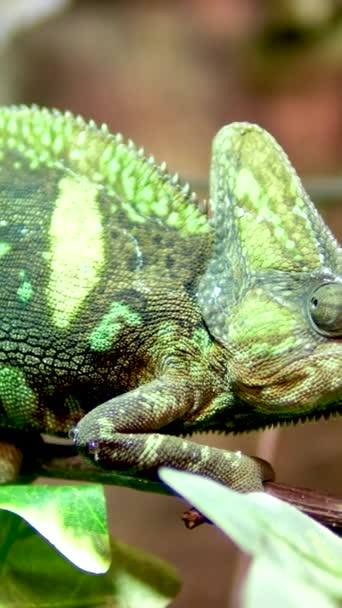 Zasłonięty Kameleon Chamaeleo Calyptratus Siedzi Gałęzi Patrzy Różnych Kierunkach Bliska — Wideo stockowe