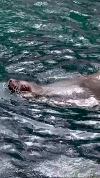 Северный Тюлень Ухо Уха Два Тюленя Поцелуй Аквариуме Плавают Друг — стоковое видео