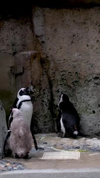 Spännande Utsikt Över Flera Svarta Och Vita Pingviner Tittar Upp — Stockvideo