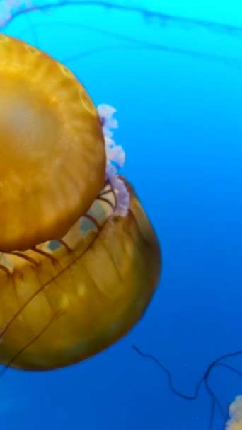 Medusas Fuorescentes Nadando Piscina Del Acuario Bajo Agua Ortiga Japonesa — Vídeo de stock