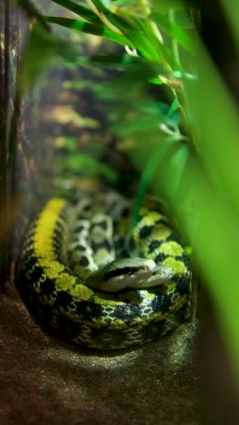 美丽老鼠蛇 Beauty Rat Snake 缩写Elaphe Taeniura Orthriophis 又称美丽老鼠蛇 Beauty Ratsnake — 图库视频影像