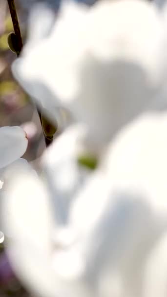春天里阳光灿烂 木兰花在树枝上 映衬着蓝天 精致的淡粉色紫色花瓣奇异的花朵植物肉毒杆菌背景 夏天的自然景观 有选择的重点 — 图库视频影像
