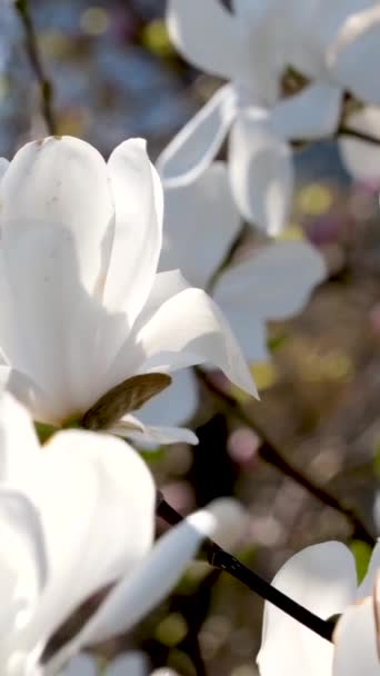 Magnolia Blommor Mot Vacker Blå Himmel Hög Kvalitet Bilder — Stockvideo