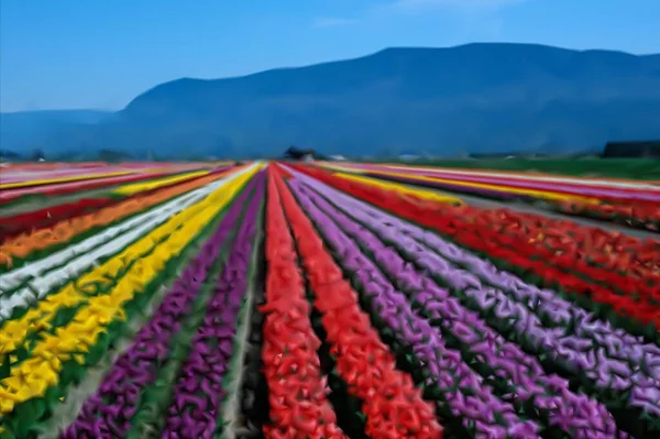 Tulipas Flores Coloridas Florescendo Campo Fazenda Plantação Dia Ensolarado Primavera —  Vetores de Stock