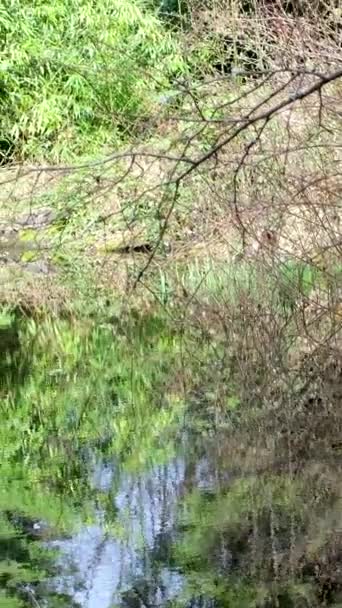 春の葉のないスタンレーパーク春の木春の水緑の空の石裸の枝開花美しさを待っているきれいな空気散歩週末自然公園バンクーバー — ストック動画