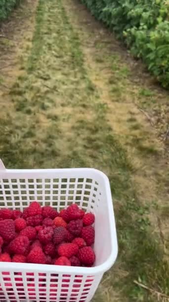 Vertical Video White Basket Many Delicious Red Sweet Raspberries Overview — Stock Video