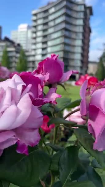 분홍빛 분홍빛 장미는 하늘을 배경으로 도시에서 아름답게 자라고 마천루의 유리로 — 비디오