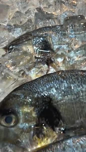 Φρέσκα Ψάρια Σφαγίων Βρίσκονται Πάγο Ψίχουλα — Αρχείο Βίντεο
