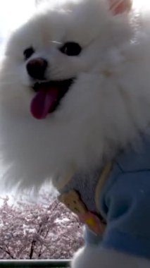 Güzel hayvan caddelerde yürüyor kiraz çiçekleri sırasında, mavi bluzlu Pomeranian kameranın önünden geçiyor gökyüzüne doğru, dili gösteriyor pofuduk, bakımlı güzel köpek.