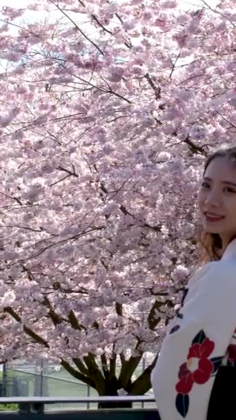 Ramo Cereja Com Flores Flor Primavera Belo Galho Árvore Japonês — Vídeo de Stock