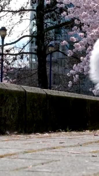 桜の時期には美しいペットが通りを歩き 青いブラウスを着たポメラニアンが空に向かってカメラを通り過ぎると 舌がふわふわで手入れの行き届いた美しい犬を見せてくれます — ストック動画