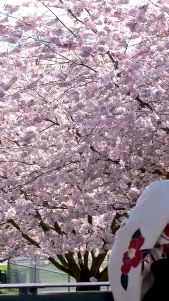 韓国の韓服を着て桜の木の下で40代半ばの明るい顔をした幸せな女性 高品質4K映像 — ストック動画