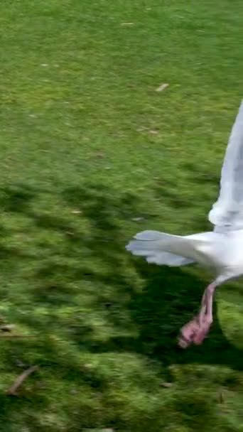 Mouettes Flâner Dans Parc Fleurs Recherche Nourriture Gratte Ciel Volants — Video