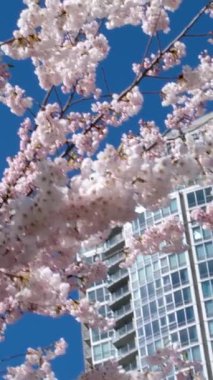 David Lam Park Yaletown baharı Pasifik Okyanusu İskelesi bisikletçileri açık gökyüzü kiraz çiçekleri ve manolya ağaçları güneşli hafta sonları dinlenir. 