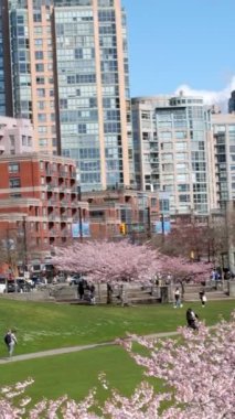 David Lam Park Yaletown baharı Pasifik Okyanusu İskelesi bisikletçileri açık gökyüzü kiraz çiçekleri ve manolya ağaçları güneşli hafta sonları dinlenir. 
