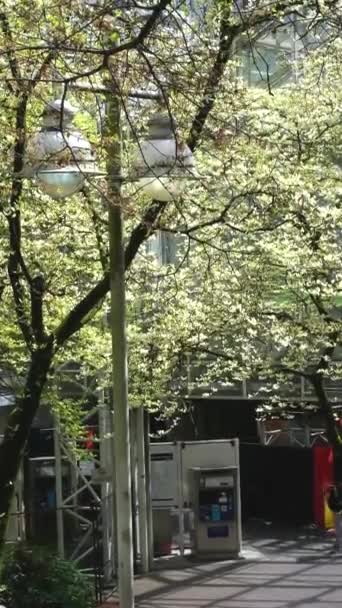 春天的天空火车站伯拉德火车站樱花在树上绽放刚刚在蓝天下盛开加拿大温哥华2023 — 图库视频影像