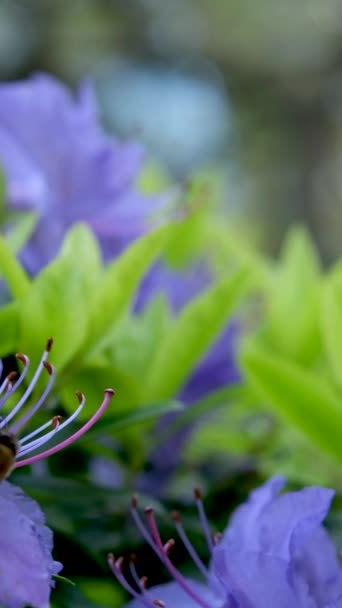 春に青い花で咲く驚くべき 低成長の常緑低木 日当たりの良い場所で繁栄します 矮性シャクナゲに分類される 非常に小さな葉ツツジブルーダイヤモンド — ストック動画