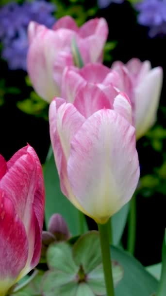 Tulipany Wietrze Słoneczną Letnią Pogodę Kwiaty Dziczy Flora Wysokiej Jakości — Wideo stockowe