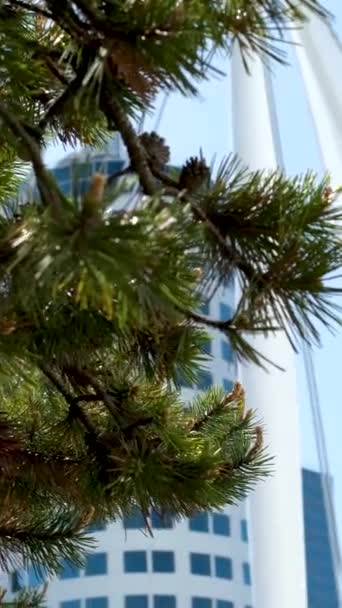 扬帆加拿大温哥华云杉分枝反对天空发展国旗美丽的地方广告 到加拿大旅游旅行社参观大城市摩天大楼 参观美丽的建筑物 — 图库视频影像