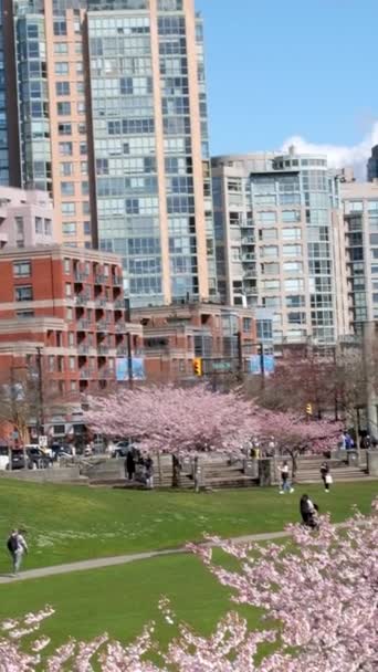 David Lam Park Yaletown Spring Pacific Ocean Jetty Cyclists Sun — Stock Video