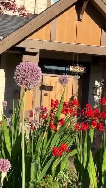 加拿大的小房子站在阳光的照耀下 在他的面前绽放着明亮的红色花朵 就像巨大的蒲公英一样 — 图库视频影像