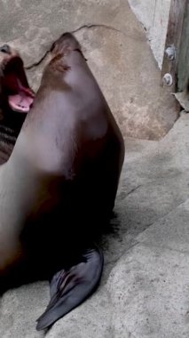 Kuzey kürklü fok ailesi vahşi doğadaki kayalıklarda sesle. Denizci pinniped yırtıcı hayvan kavramı. Yüksek kalite 4k görüntü