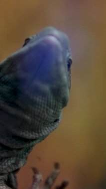 Varanus exanthematicus Savannah gözlemci kertenkeleleri nispeten kısa uzuvlar ve ayak parmakları ve sert kabuklu av Vancouver Akvaryumu, BC, Kanada