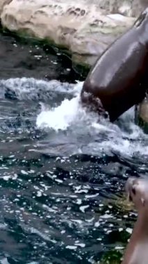 Kuzey kürklü fok kulaklı genç bir deniz foku Vancouver Akvaryumu, BC, Kanada 'da bir kayanın üzerinde duruyor.