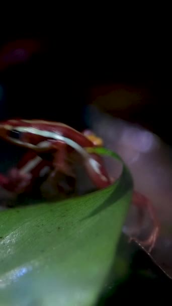 Grenouille Venimeuse Fantasmatique Grenouille Venimeuse Fantasmée Epipedobates Tricolore Endémique Équateur — Video