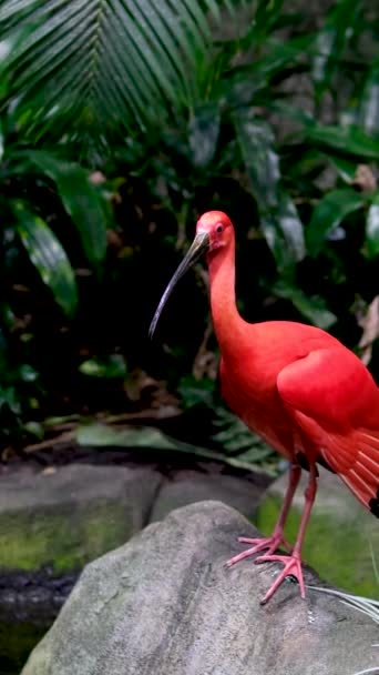 Kızıl Ibis Eudocimus Ruber Threskiornithidae Familyasından Bir Aynak Türüdür Tropikal — Stok video