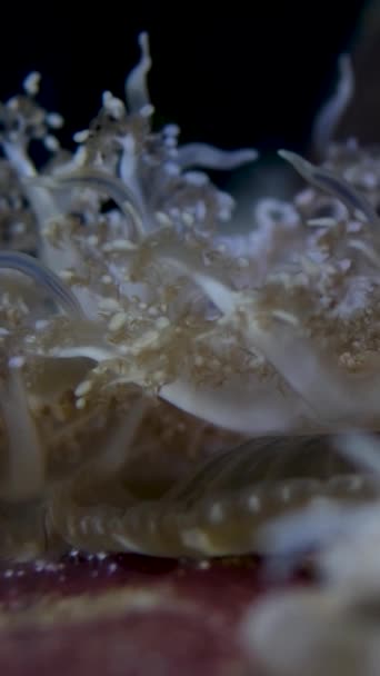 Pozadí Pro Jakýkoli Text Reklama Mořské Plody Život Pod Vodou — Stock video