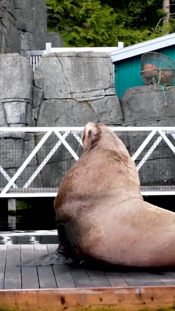 Fur Seal Vancouver Aquarium Canada — Stock video