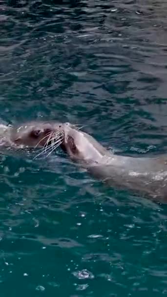 Два Тюленя Плавают Прозрачной Воде Касаясь Друг Друга Мордами Целуя — стоковое видео