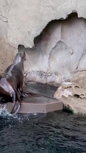 Hayvanat Bahçesindeki Bir Okyanusta Foklar Karanlık Sulardan Çıkıp Bir Taşın — Stok video
