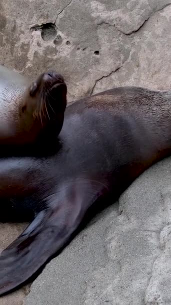 Дві Тюлені Зоопарку Самиця Дитина Лежить Матері Яка Гріється Повзаючи — стокове відео