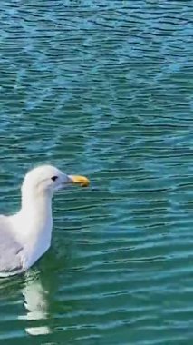 Granville Adası. Büyük bir martı Pasifik Okyanusu 'nun mavi yeşil sularında oturur, yüzer ve sonra havalanır ve çerçeveden sağa doğru uçar. Metin özgürlüğü için bir yer vardır.