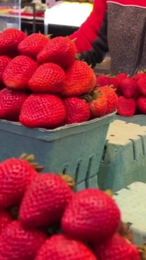 Bir sürü çilek içeren bir sürü konteynır. Bahçe çileği Fragaria familyasından yaygın olarak yetişen bir melez türüdür. Yüksek kalite 4k görüntü